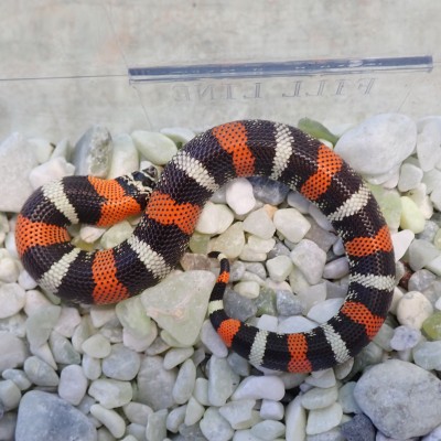 animal image