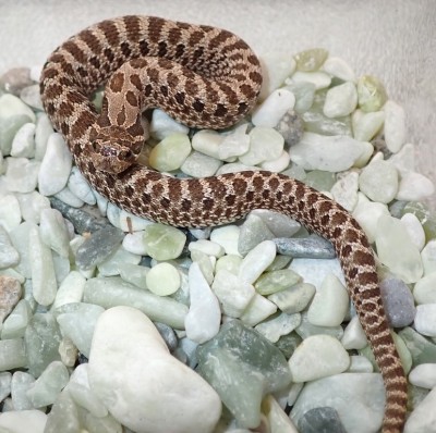 animal image