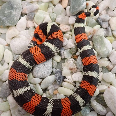 animal image
