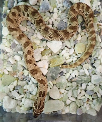 animal image