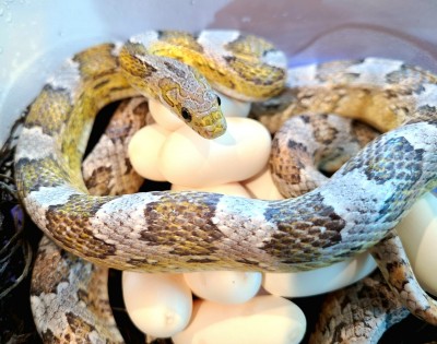 animal image