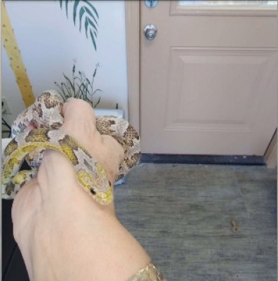 animal image