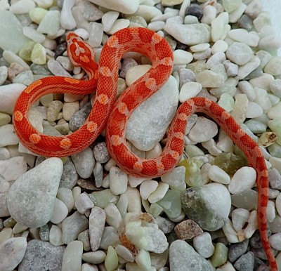 animal image