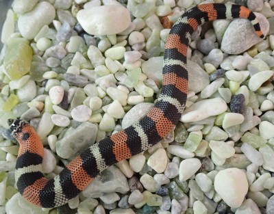 animal image