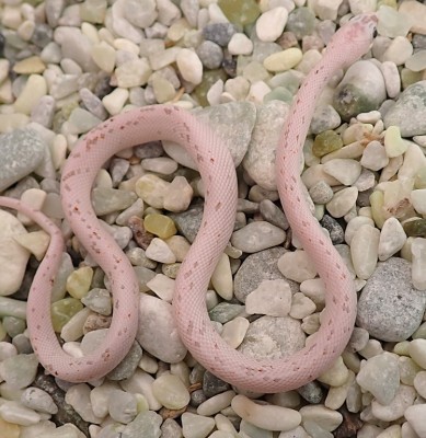 animal image