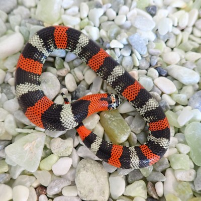 animal image