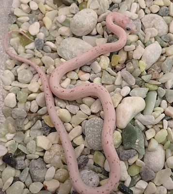 animal image