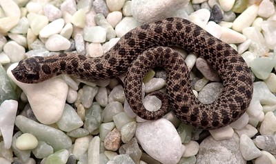animal image