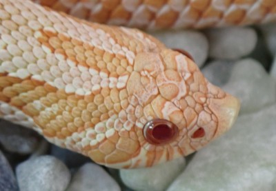 animal image