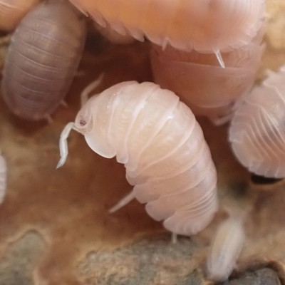 animal image
