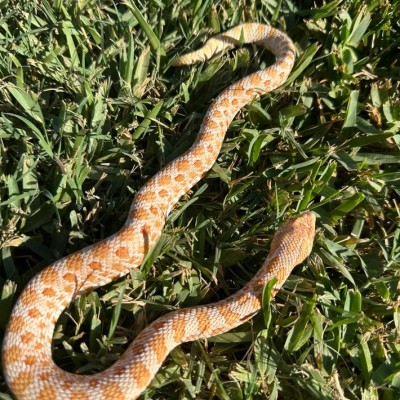 animal image
