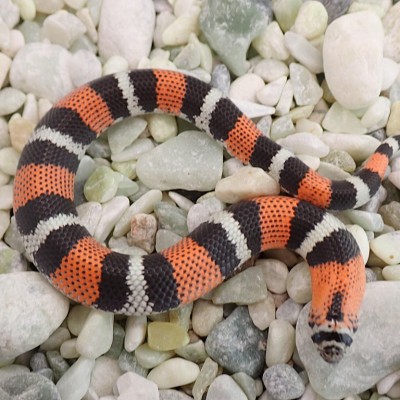 animal image