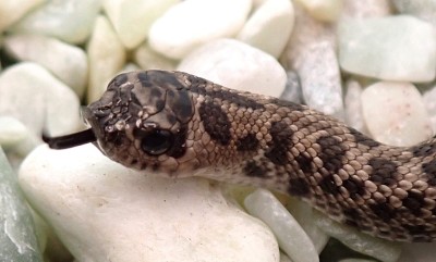 animal image