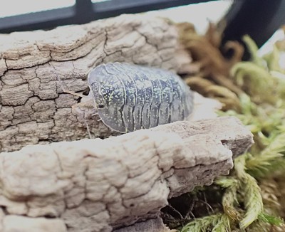 animal image
