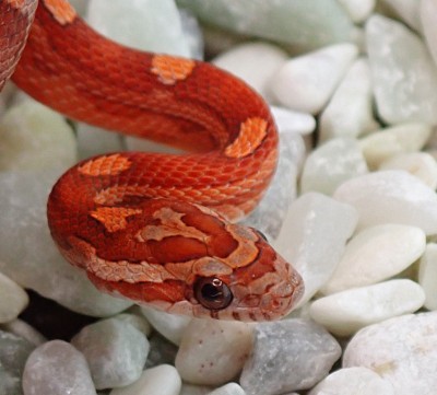 animal image