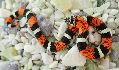 animal image