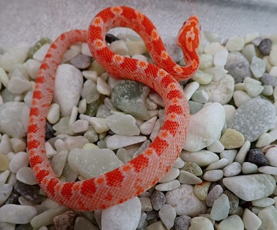 animal image