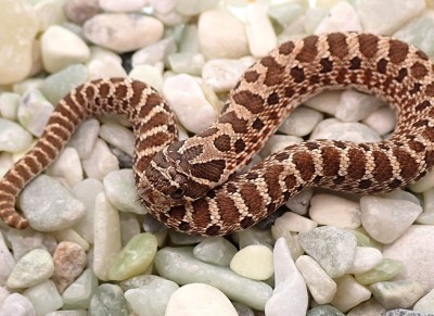 animal image