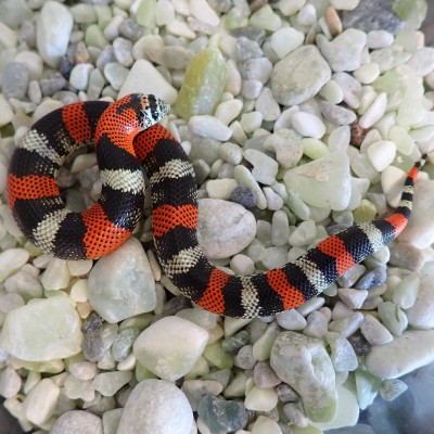 animal image