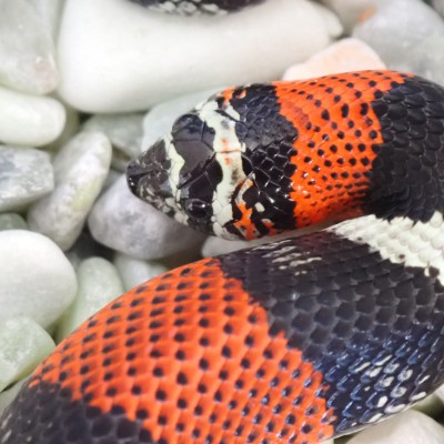 animal image