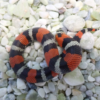 animal image