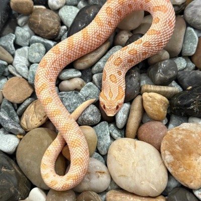 animal image