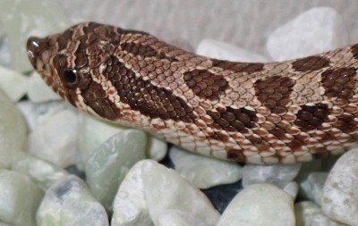 animal image