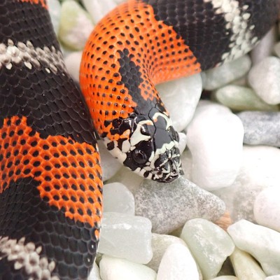 animal image