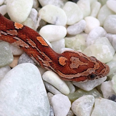 animal image
