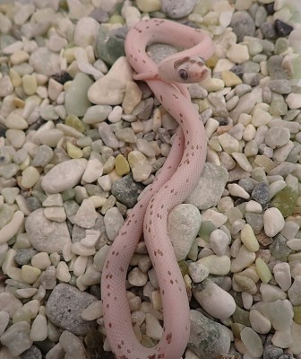 animal image