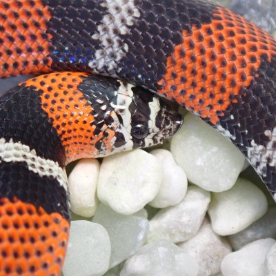 animal image