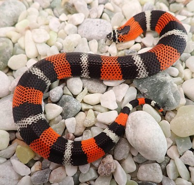 animal image