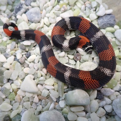 animal image