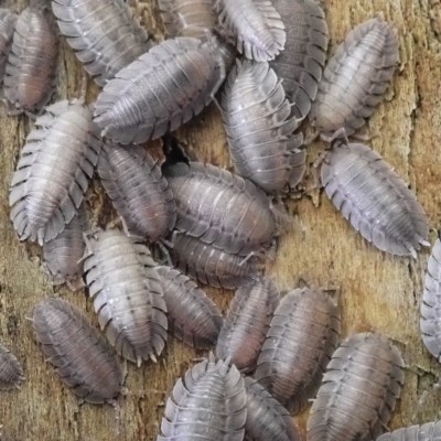animal image