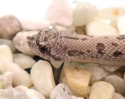 animal image