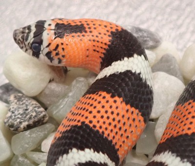 animal image