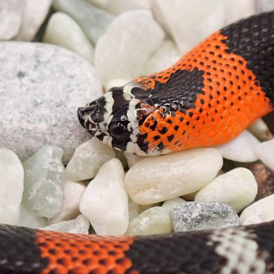 animal image