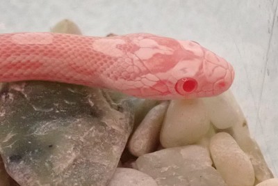 animal image