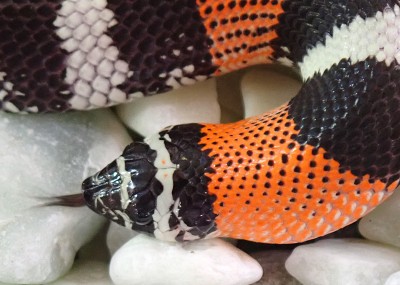 animal image