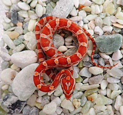 animal image