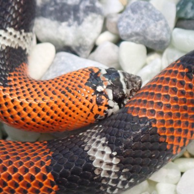 animal image