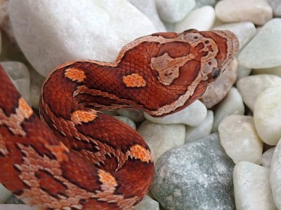 animal image