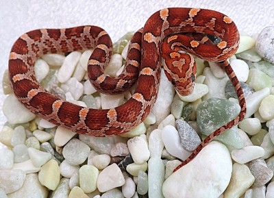 animal image