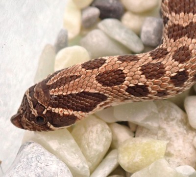 animal image