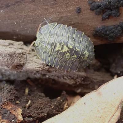 animal image