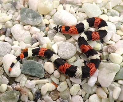 animal image