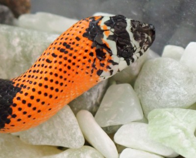animal image