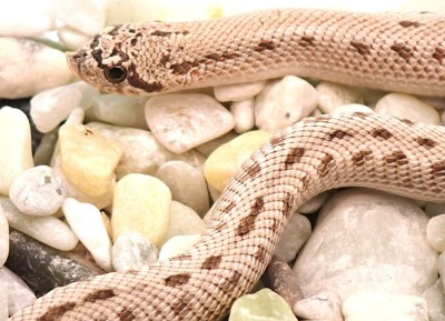 animal image