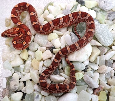 animal image