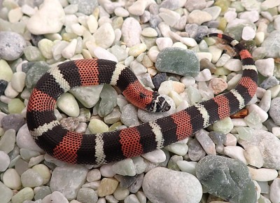 animal image